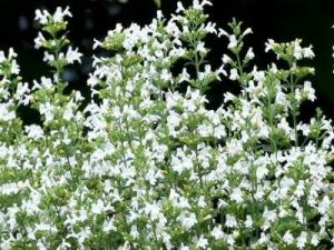 Mirigyes pereszlny. CALAMINTHA nepeta ’Marvelette White’