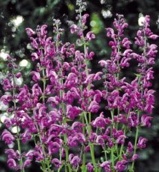 Zslya. SALVIA pratensis Ballett Serie ’Sweet Esmeralda’