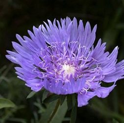 Olajbbita kk virg.  STOKESIA laevis  BLUE Star