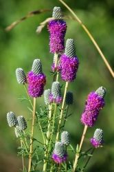 Pusztai /prri/ lhere.Dalea purpureum.