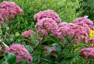 Sdkender lils rzsaszn virggal. Eupatorium dubium "Baby Joe"