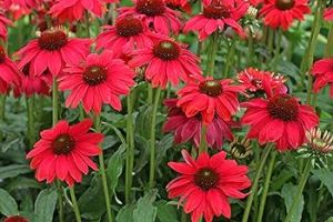 Kasvirg. Echinacea purpurea Lakota Red