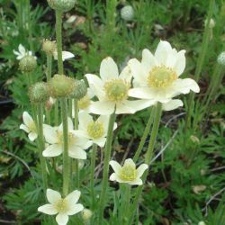 Szellrzsa. ANEMONE multifida ’Major’