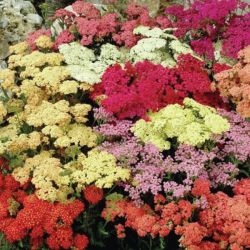 Cickafark keverk. ACHILLEA millefolium ’Colorado