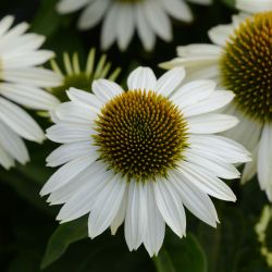 Fehr virg kasvirg. Echinacea purp. ’White Swan’.