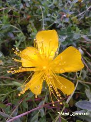 Aprlevel orbncf. Hypericum polyphyllum Grandiflorum