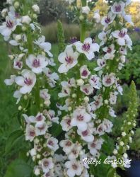 krfarkkr. VERBASCUM chaixii f. album "Wedding Candles"