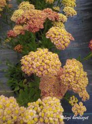 Cickafark. Achillea millefolium ’Desert Eve Terracotta