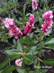 rkzld keserf. Persicaria aff. Darjeeling Red