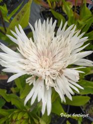 Olajbbita fehr virg. STOKESIA laevis f. alba ’Reverie’