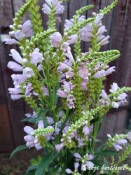 Fzrajak, rzsaszn. Physostegia virginiana ’Rosea