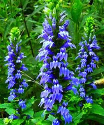 Kk Loblia. LOBELIA siphilitica