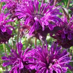 Mhbalzsam. MONARDA FISTULOSA HYBRIDE ’SCORPION