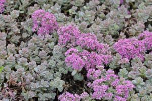 Rzsskk varjhj. Sedum cyaneum ’Sachalin’