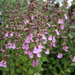 Sarls gamandor. TEUCRIUM chamaedrys