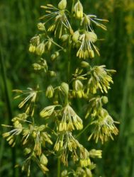 Borkr. THALICTRUM mnusz ’Adiantifolium