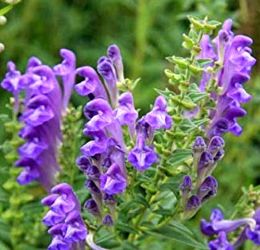 Bajkli csucska. SCUTELLARIA baicalensis