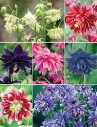 Haranglb sznkeverk. AQUILEGIA vulgaris ’Barlow Choice Mix’