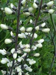 Borsfrt fehr virg. BAPTISIA alba