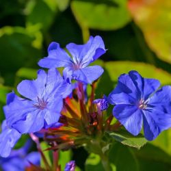 Tarackol kkgykr. Ceratostigma plumbaginoides