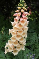 Gyszvirg, barack szn. DIGITALIS purpurea ’Apricot’