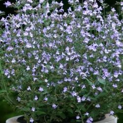 Pereszlny, kk szn. CALAMINTHA nepeta ’Marvelette Blue’