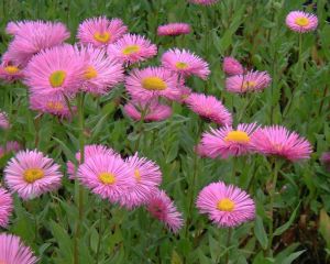 Kllrojt. Erigeron "Pink Jewel"