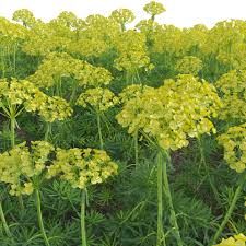 Farkas kutyatej.EUPHORBIA cyparissias