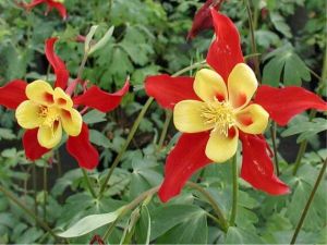 Haranglb.  AQUILEGIA Caerulea-Hybr. ’Korall’