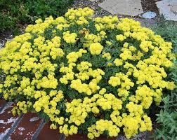 Knvirg. Eriogonum umbellatum