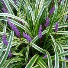 Gyngyiks gyepliliom tarka level. Liriope muscari Variegata