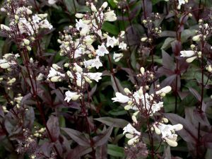 Bugatlcsr. PENSTEMON digitalis "Husker Red Superior Strain"