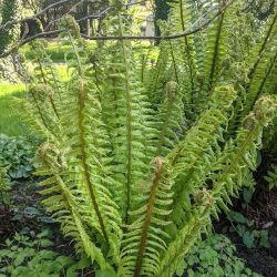 Pfrny.DRYOPTERIS BUSCHIANA.