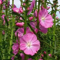 Prrimlyva. SIDALCEA Malviflora-Hybr. ’Partygirl’