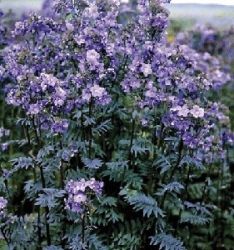 Csatavirg. POLEMONIUM yezoense ’Purple Rain Strain’.