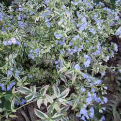 Csatavirg, tarka levllel. Polemonium ’Stairway to Heaven’.