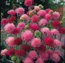 Macedon varf. KNAUTIA macedonica Red Knight.