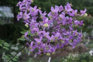 Szrnyasterms borkr. THALICTRUM rochebruneanum var. grandisepalum