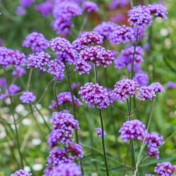 Ernys verbna.VERBENA bonariensis