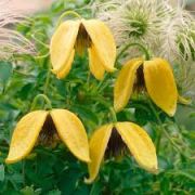  Arany (mongol) klematisz. CLEMATIS tangutica