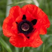 Keleti dszpipacs, vrs. PAPAVER Orientale-Hybr. 'Beauty of Livermere'