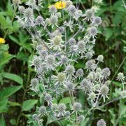  Iring ezsts szn. Eryngium planum 'Silver Salentino'.