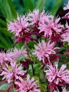  Mhbalzsam lils-rzsaszn. Monarda Petite Pink Delight