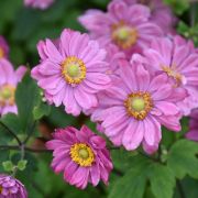  Szellrzsa, rzsaszn virggal. Anemone Pamina