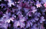  Tzes. Heuchera hybrid 'Forever Purple' 