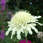  ris fejvirg. Cephalaria radiata.