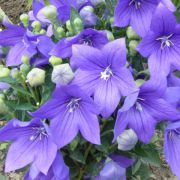  Lggmb virg, kk. Platycodon grandiflorus.