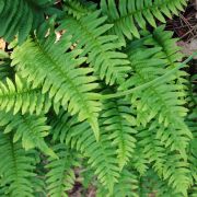  desgyker pfrny. Polypodium vulgare.