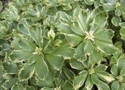  Tarkalevel japn kvrke. Pachysandra terminalis 'Variegata'