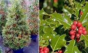  Magyal. Ilex aquifolium 'Alaska'.